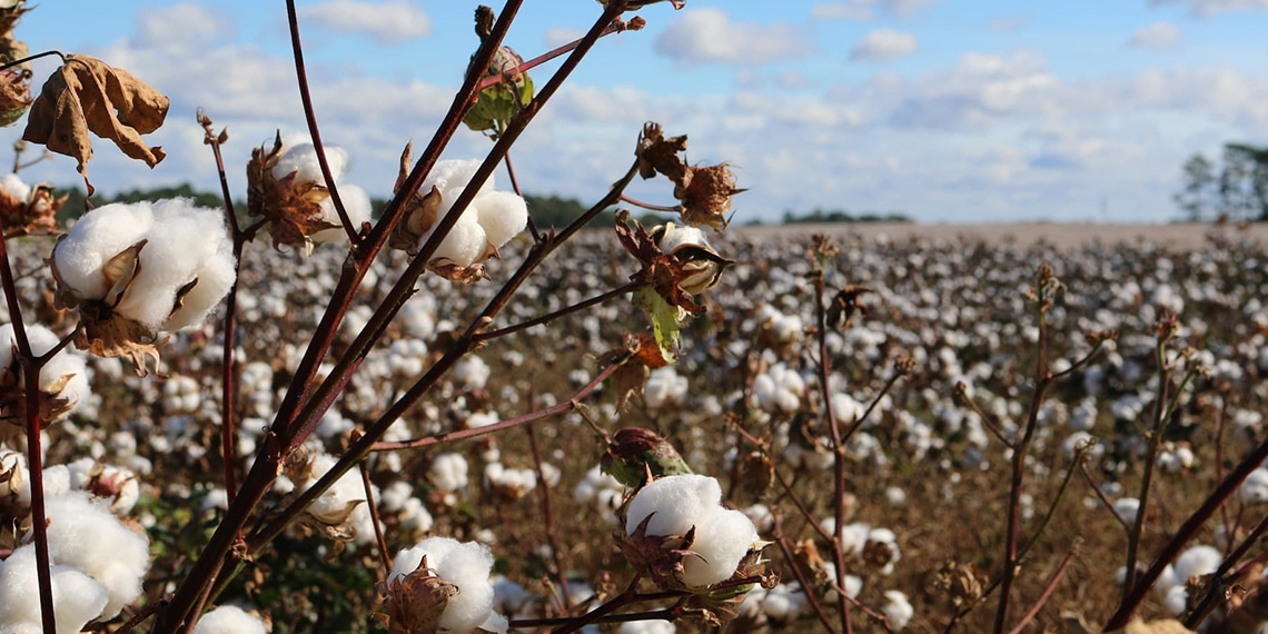 Quelles sont les qualités du coton ?