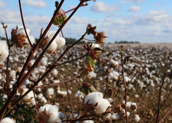 Quelles sont les qualités du coton ?