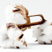 utiliser du coton