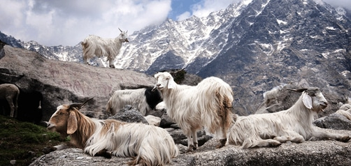 50 chaises expressives par le studio Nendo