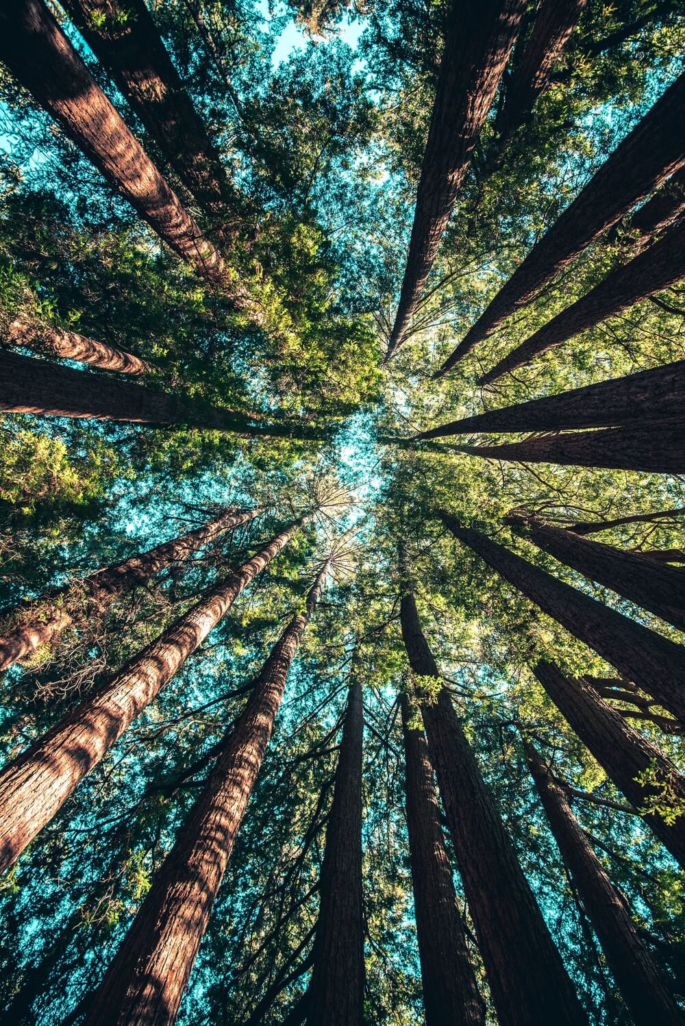 Des bois protégés