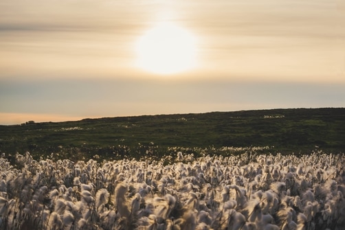 Champs de coton avec coucher de soleil