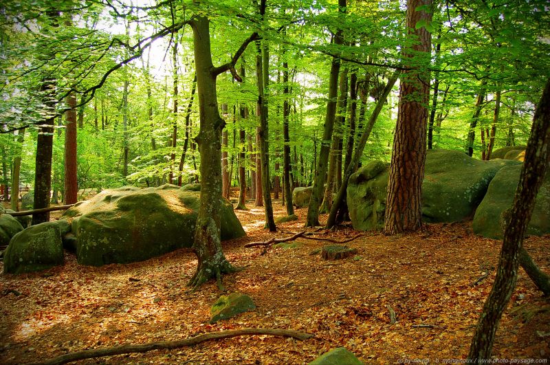 bois-de-hêtre-landscape