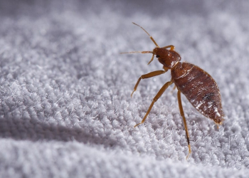 couv-punaise-de-lit-comment-faire