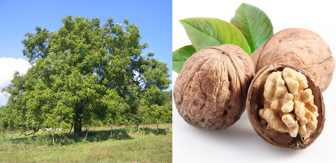 noyer commun (Juglans regia)