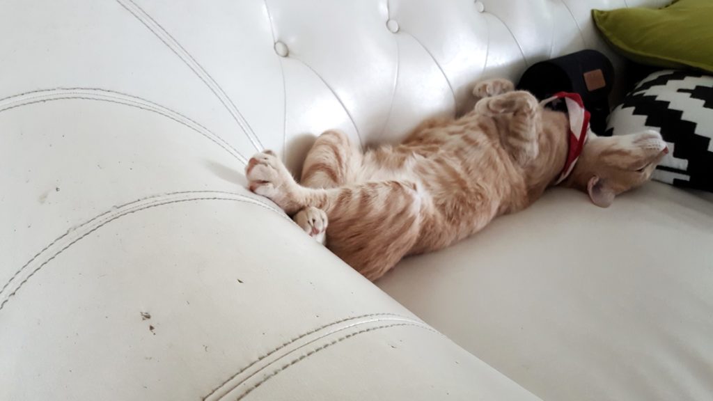 Chat-sur-canapé-de-cuir-1024x576