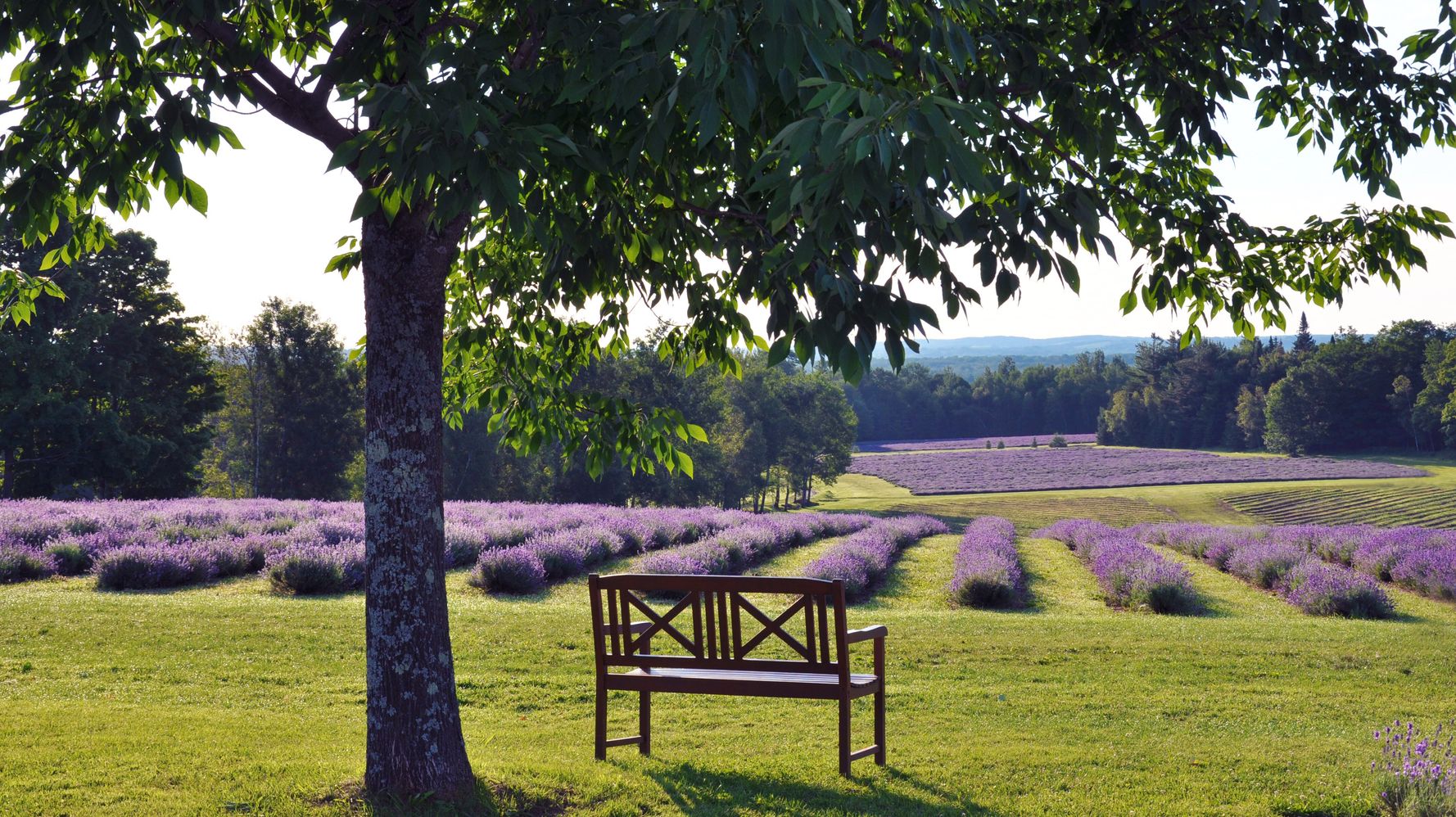 decore exterieur provence lavande