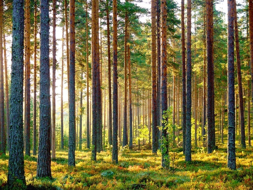 Forêt bois de pin Finlandelande