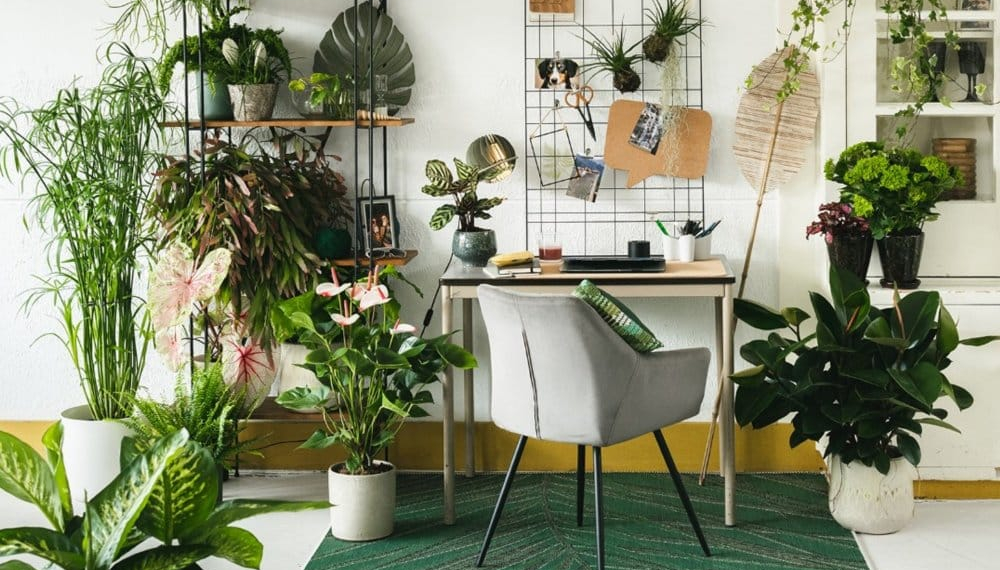 Bureau avec plantes