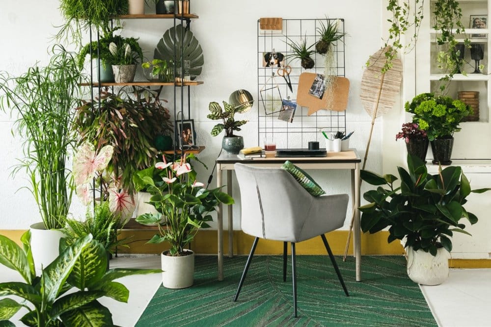 Bureau avec plantes