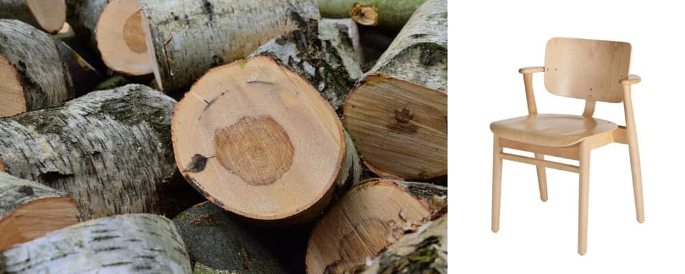 Bois de bouleau pour mobilier : clarté et résistance