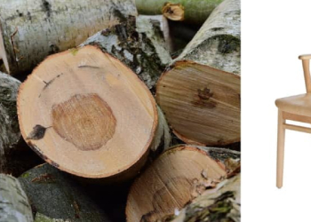 Bois de bouleau pour mobilier : clarté et résistance