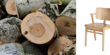 Bois de bouleau pour mobilier : clarté et résistance