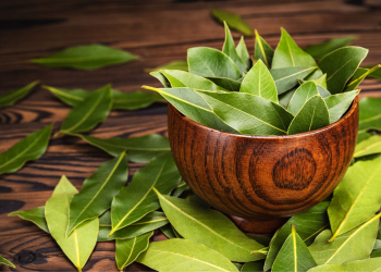 Feuilles de laurier sous l’oreiller : une astuce méconnue aux effets étonnants !