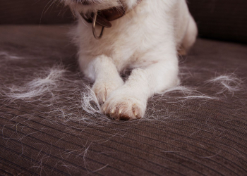 Chats avec ses poils dans un canapé