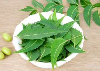 Cette plante miracle éloigne naturellement les punaises de lit