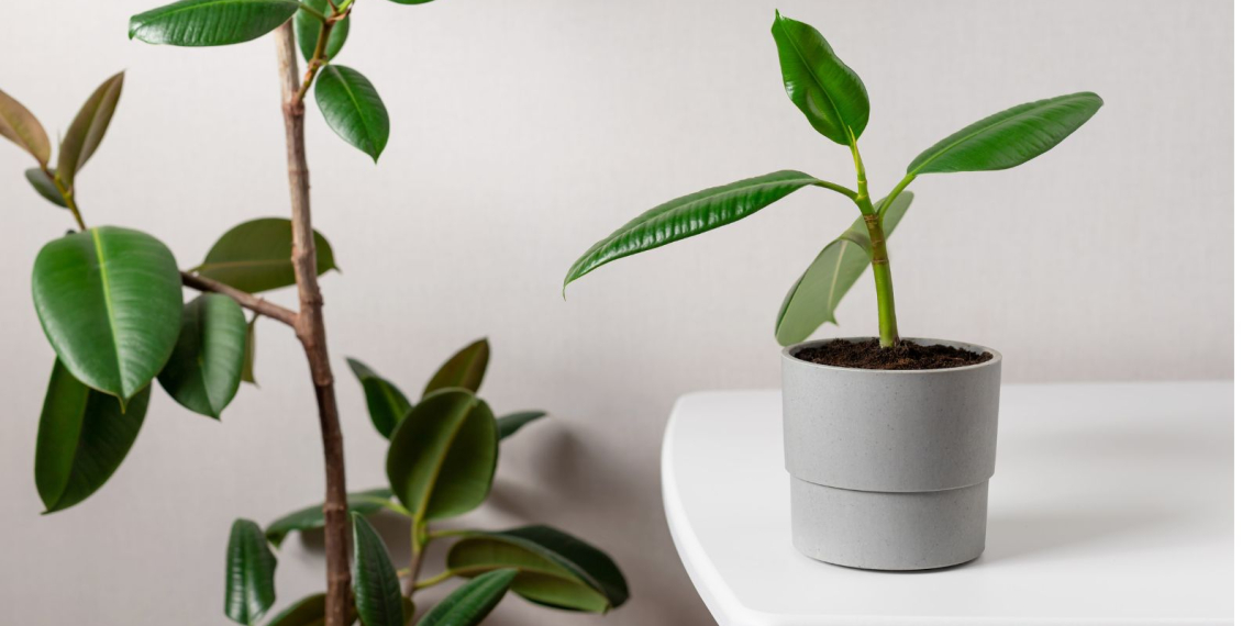 Ces plantes que vous devez absolument éviter : elles attirent les punaises de lit chez vous