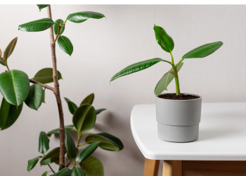 Ces plantes que vous devez absolument éviter : elles attirent les punaises de lit chez vous