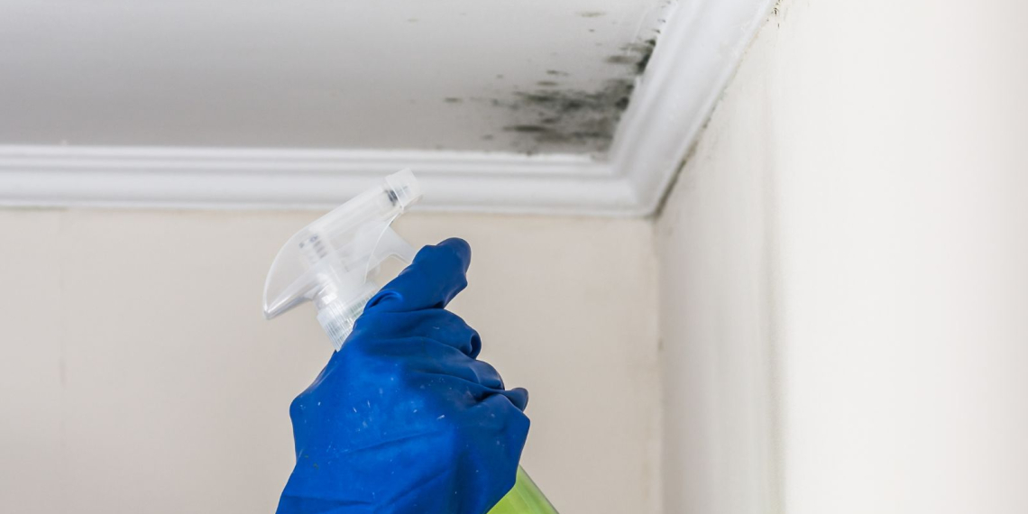 L’astuce d’expert pour éliminer la moisissure en quelques minutes