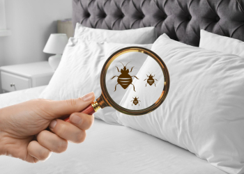 Le geste simple du soir qui pourrait vous éviter les punaises de lit