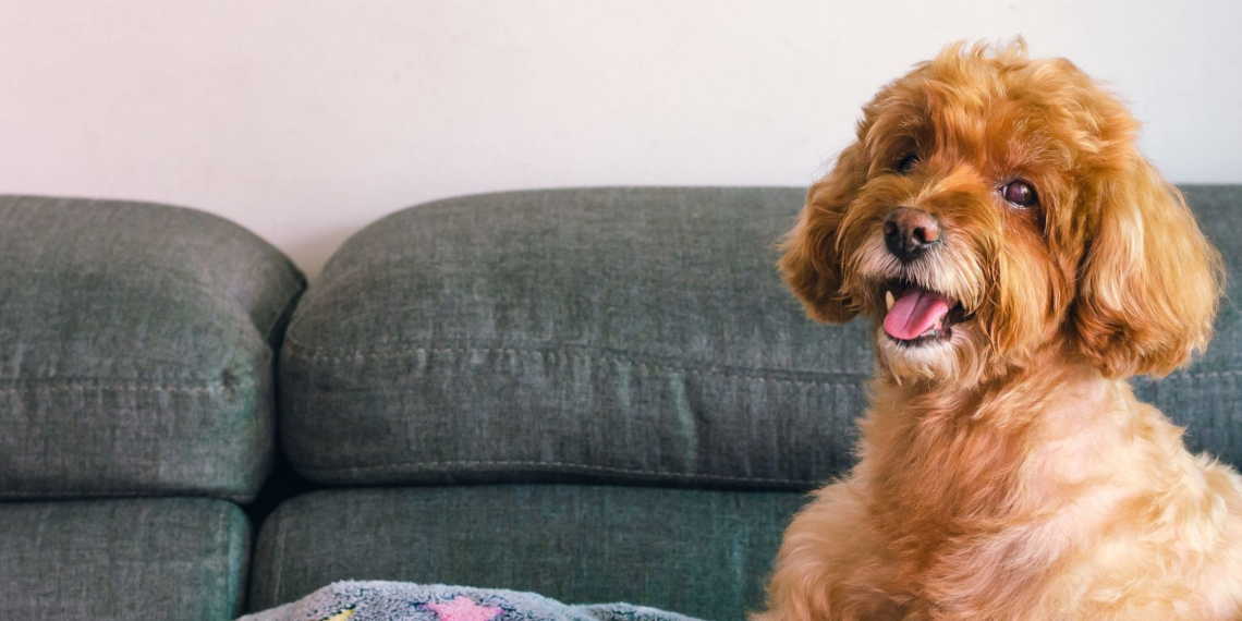 Comment empêcher son chien de monter sur le canapé ? Les bons réflexes à adopter