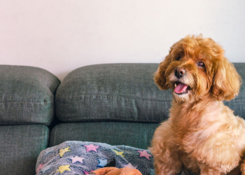 Comment empêcher son chien de monter sur le canapé ? Les bons réflexes à adopter