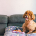 Comment empêcher son chien de monter sur le canapé ? Les bons réflexes à adopter