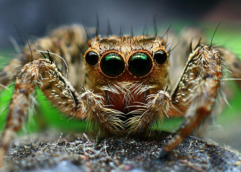 Dites adieu aux araignées en automne grâce à cette plante d’intérieur naturelle