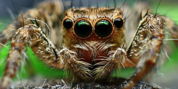 Dites adieu aux araignées en automne grâce à cette plante d’intérieur naturelle